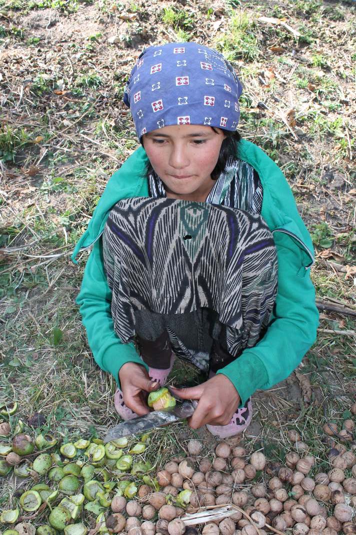 Arslanbob walnut harvest